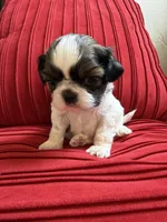 Churro #1 Akc , a male Shih Tzu for sale in Long Beach, CA – 7 of 9