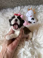 AKC Mochi - Champion Bloodline, a female Shih Tzu for sale in Long Beach, CA – 3 of 8