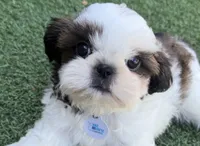 Akc, a male Shih Tzu for sale in Long Beach, CA – 2 of 8