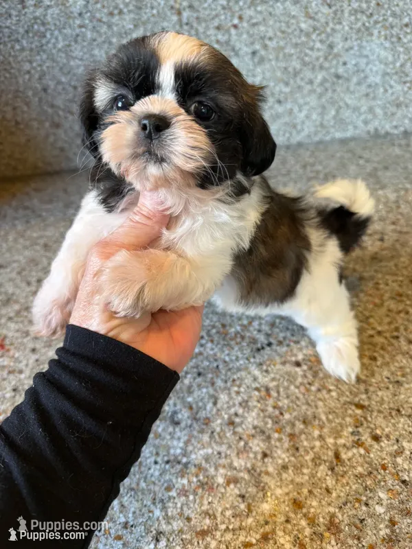 Akc Bonnie Champion 🏆 – Shih Tzu puppy for sale in Long Beach, CA