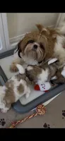 Golden Nugget Akc Champion Bloodline, a male Shih Tzu for sale in Long Beach, CA – 8 of 8