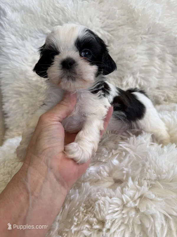 Domino AKC champion🏆 – Shih Tzu puppy for sale in Long Beach, CA