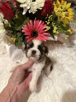 AKC Minnie - Champion Bloodline🏆, a female Shih Tzu for sale in Long Beach, CA – 6 of 9