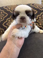 Male #1 AKC Champion 🏆, a male Shih Tzu for sale in Long Beach, CA – 7 of 8