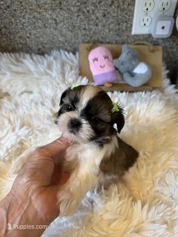 AKC Minnie - Champion Bloodline🏆 – Shih Tzu puppy for sale in Long Beach, CA