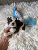 AKC Pickles - Champion Bloodline, a male Shih Tzu for sale in Long Beach, CA – 5 of 7