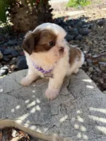 Maple Akc  Champion Bloodline , a female Shih Tzu for sale in Long Beach, CA – 6 of 9