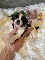 Akc Bonnie Champion 🏆, a female Shih Tzu for sale in Long Beach, CA – 1 of 8