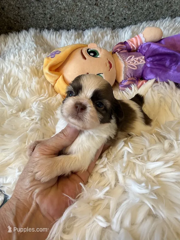 Akc Winnie Champion 🏆 – Shih Tzu puppy for sale in Long Beach, CA