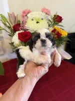 Male #3 AKC 🏆, a male Shih Tzu for sale in Long Beach, CA – 7 of 8