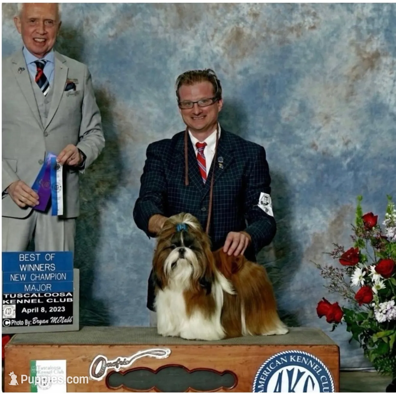 Akc churro champion 🏆, a male Shih Tzu for sale in Long Beach, CA – 2 of 4