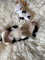 Akc Moo Moo champion 🏆, a male Shih Tzu for sale in Long Beach, CA – 5 of 9