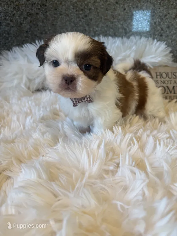 Honey  Akc  Champion Bloodline  – Shih Tzu puppy for sale in Long Beach, CA