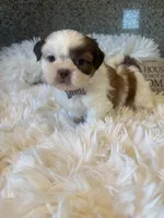 Honey  Akc  Champion Bloodline , a female Shih Tzu for sale in Long Beach, CA – 1 of 8