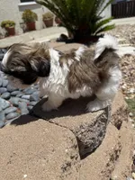 Akc Bennet champion 🏆, a male Shih Tzu for sale in Long Beach, CA – 10 of 10