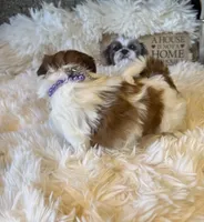 Honey  Akc  Champion Bloodline , a female Shih Tzu for sale in Long Beach, CA – 3 of 8
