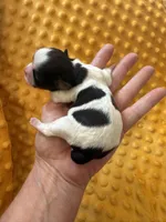 Male #2 Akc 🏆, a male Shih Tzu for sale in Long Beach, CA – Photo 2 of 5