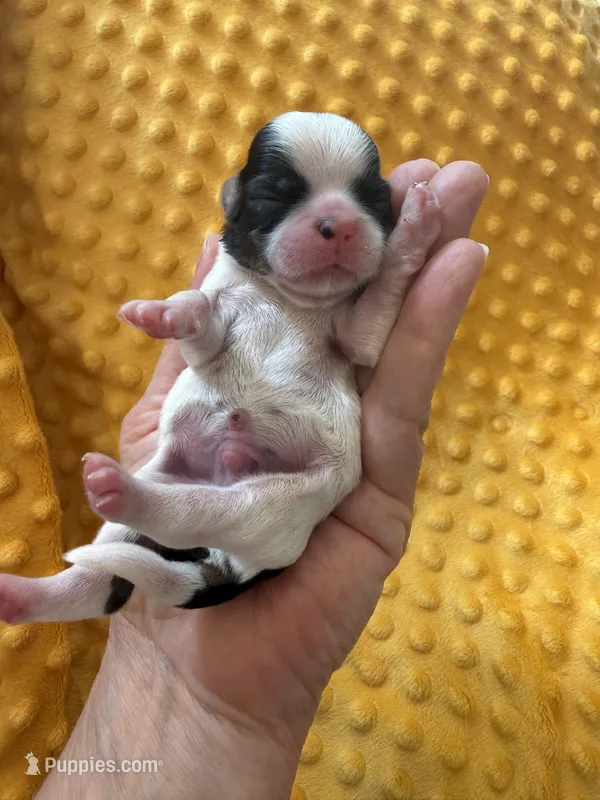 Male #2 Akc 🏆 – Shih Tzu puppy for sale in Long Beach, CA