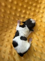 Male #2 Akc 🏆, a male Shih Tzu for sale in Long Beach, CA – Photo 5 of 5