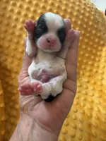 Male #2 Akc 🏆, a male Shih Tzu for sale in Long Beach, CA – Photo 4 of 5