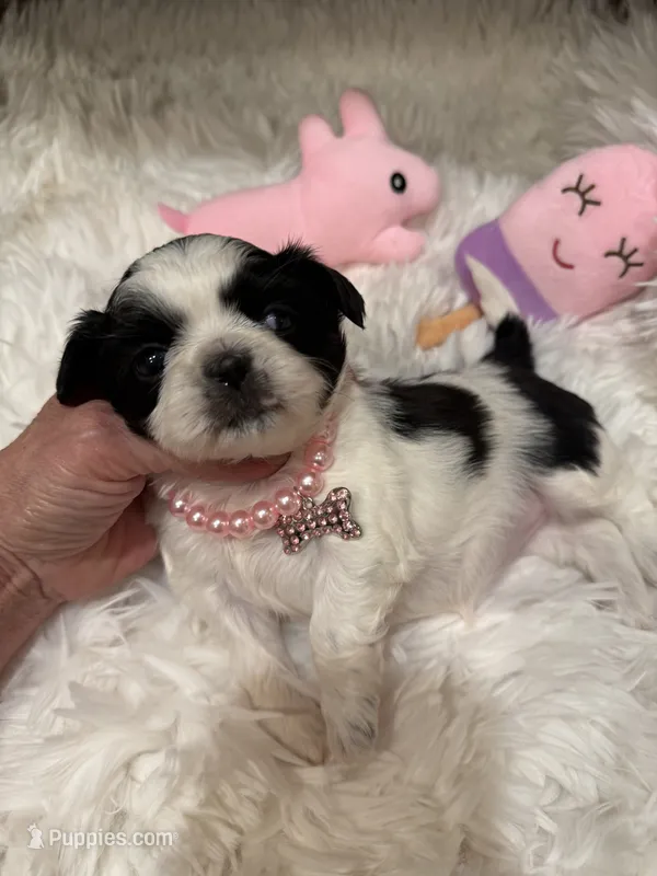 BabyGlamour AKC Champion – Shih Tzu puppy for sale in Long Beach, CA