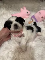 BabyGlamour AKC Champion, a female Shih Tzu for sale in Long Beach, CA – 1 of 5