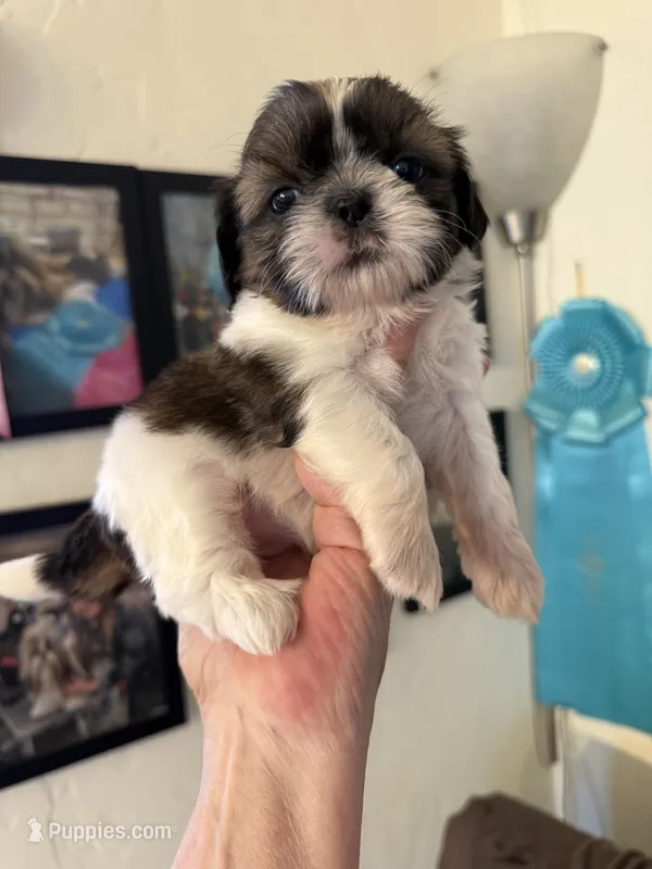 Bella AKC Champion 🏆 – Shih Tzu puppy for sale in Long Beach, CA