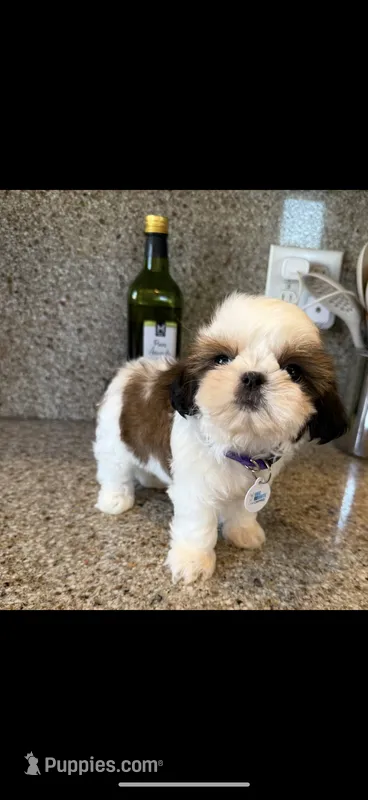 Lou Akc  Champion Bloodline  – Shih Tzu puppy for sale in Long Beach, CA