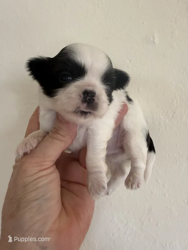 Honey Akc Champion Bloodline 🏆 – Shih Tzu puppy for sale in Long Beach, CA
