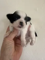 Ying yang Akc Champion Bloodline 🏆, a female Shih Tzu for sale in Long Beach, CA – 2 of 10