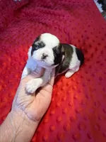 Akc Princess 🏆, a female Shih Tzu for sale in Long Beach, CA – 4 of 8