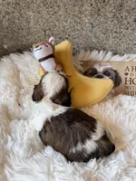 Bentley  AKC 🏆, a male Shih Tzu for sale in Long Beach, CA – 2 of 9
