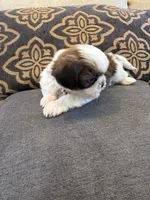 Male #1 AKC Champion 🏆, a male Shih Tzu for sale in Long Beach, CA – 5 of 8