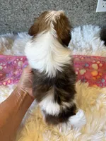 Akc Winnie , a female Shih Tzu for sale in Long Beach, CA – 3 of 7
