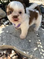 Maple Akc  Champion Bloodline , a female Shih Tzu for sale in Long Beach, CA – 3 of 9