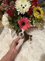 AKC Rosie - Champion Bloodline 🏆, a female Shih Tzu for sale in Long Beach, CA – 6 of 8