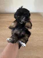 Mini, Mike Akc  champion 🏆, a male Shih Tzu for sale in Long Beach, CA – Photo 3 of 3