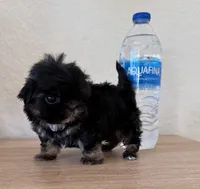 Mini, Mike Akc  champion 🏆, a male Shih Tzu for sale in Long Beach, CA – Photo 2 of 3