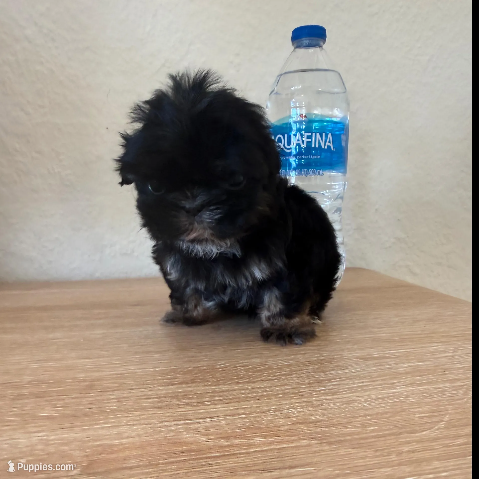 Mini, Mike Akc  champion 🏆