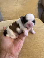 Akc  Meatball Champion 🏆, a male Shih Tzu for sale in Long Beach, CA – 3 of 8