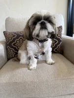 Winston Akc  Champion 🏆, a male Shih Tzu for sale in Long Beach, CA – 5 of 6