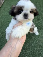 Akc, a male Shih Tzu for sale in Long Beach, CA – 7 of 8