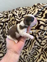 Akc Beans 🐶champion 🏆, a male Shih Tzu for sale in Long Beach, CA – 2 of 6