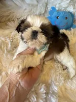  AKC Cinnamon Toast, a male Shih Tzu for sale in Long Beach, CA – 3 of 5