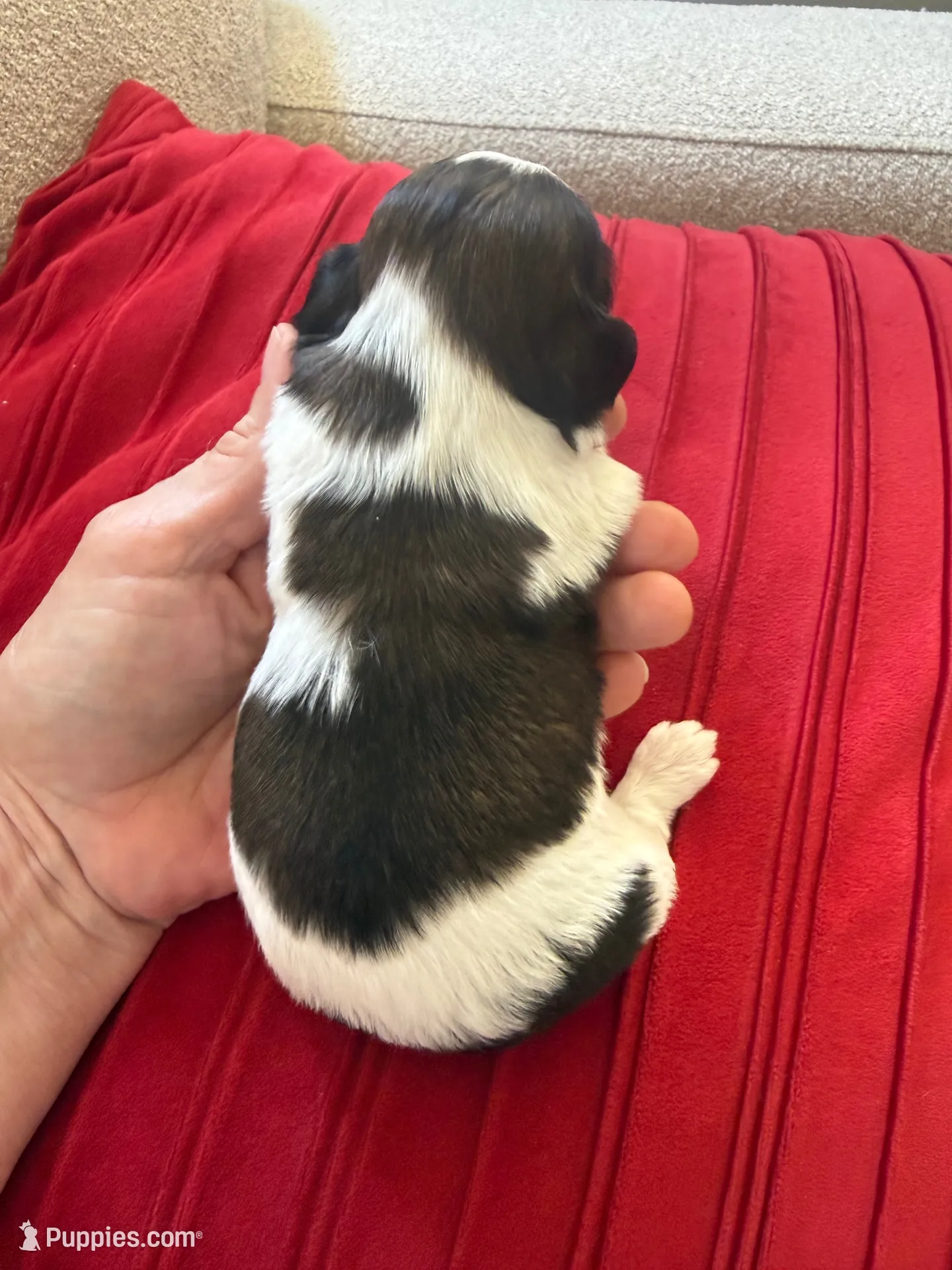 Akc churro champion 🏆, a male Shih Tzu for sale in Long Beach, CA – 4 of 4