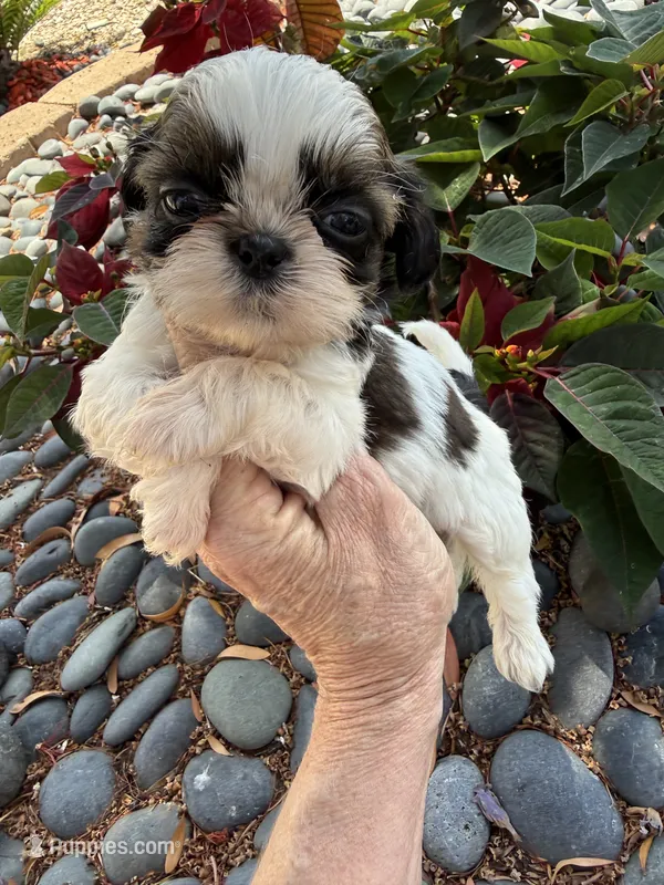 Male #3 AKC 🏆 – Shih Tzu puppy for sale in Long Beach, CA