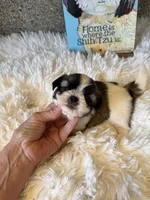 Walter - AKC Champion Bloodline, a male Shih Tzu for sale in Long Beach, CA – 3 of 7