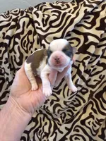 Akc Beans 🐶champion 🏆, a male Shih Tzu for sale in Long Beach, CA – 4 of 6