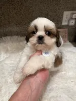 Biscuit Akc Champion 🏆, a male Shih Tzu for sale in Long Beach, CA – 2 of 9