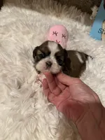 AKC Poppy - Champion Bloodline, a female Shih Tzu for sale in Long Beach, CA – 1 of 9